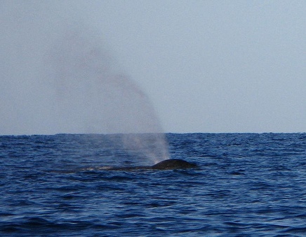 Humpback Whale of Maui