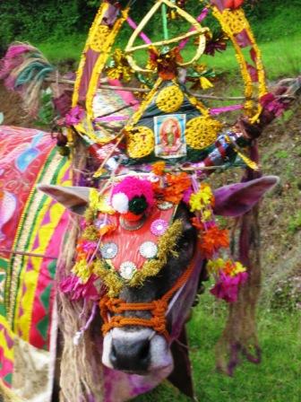Decorated bull on our way to Varasgaon