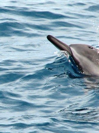 Dolphin frolicking around our boat