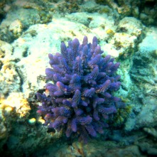 The Pocillopora Coral